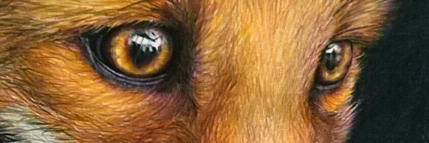 RedFoxOfCanada's profile banner image