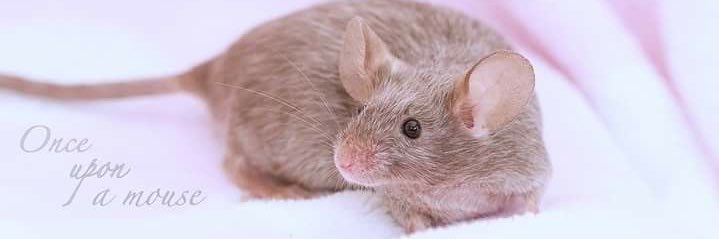 mouse ⚞ • ⚟ edtwt banner