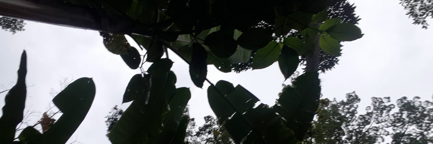 yleanalizcano's profile banner image