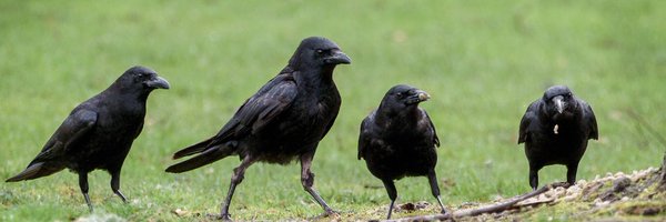 Tobimune_ Profile Banner