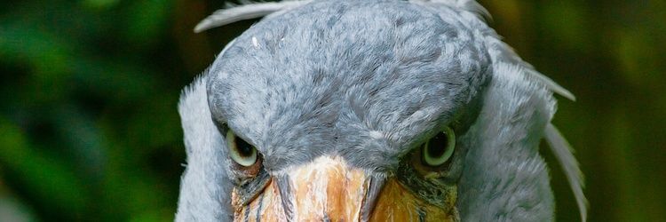 SebuFTechV's profile banner image