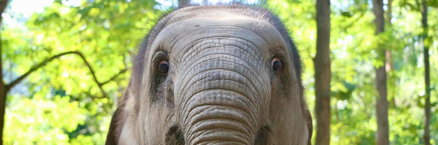ทาสน้องมีนา🐘🐘 banner