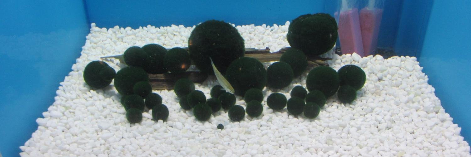 日本の観光 （地域別） banner