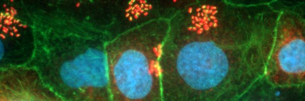 _AntonioSerapio Profile Banner