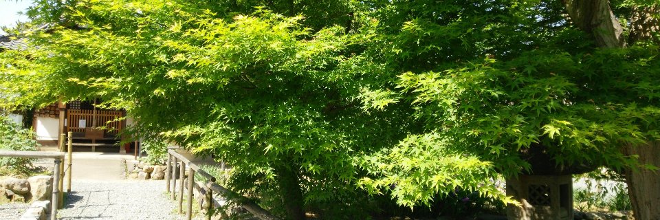 はに丸@サカモト来た banner