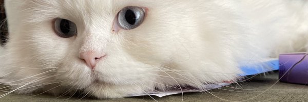 pismaniyemuji Profile Banner