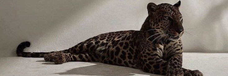 𝓣𝓲𝓰𝓮𝓻 🐅 banner