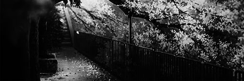 disparodefuzil banner