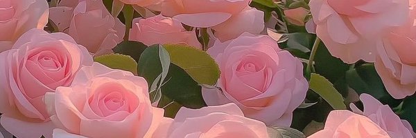 kitten679843 Profile Banner