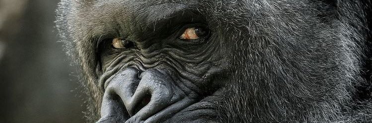 Jevi_Leans's profile banner image
