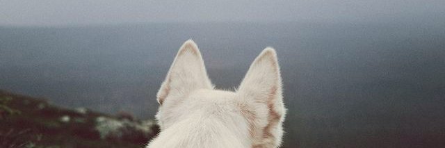 𝑪𝒊𝒓𝒊 banner