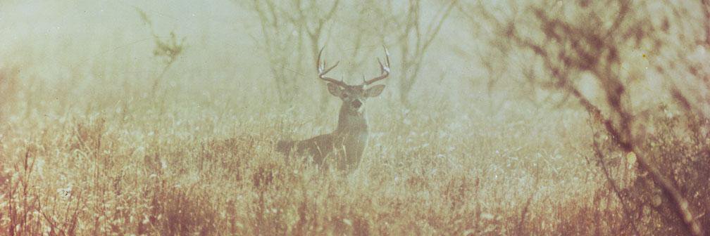 texaswildlife's profile banner image