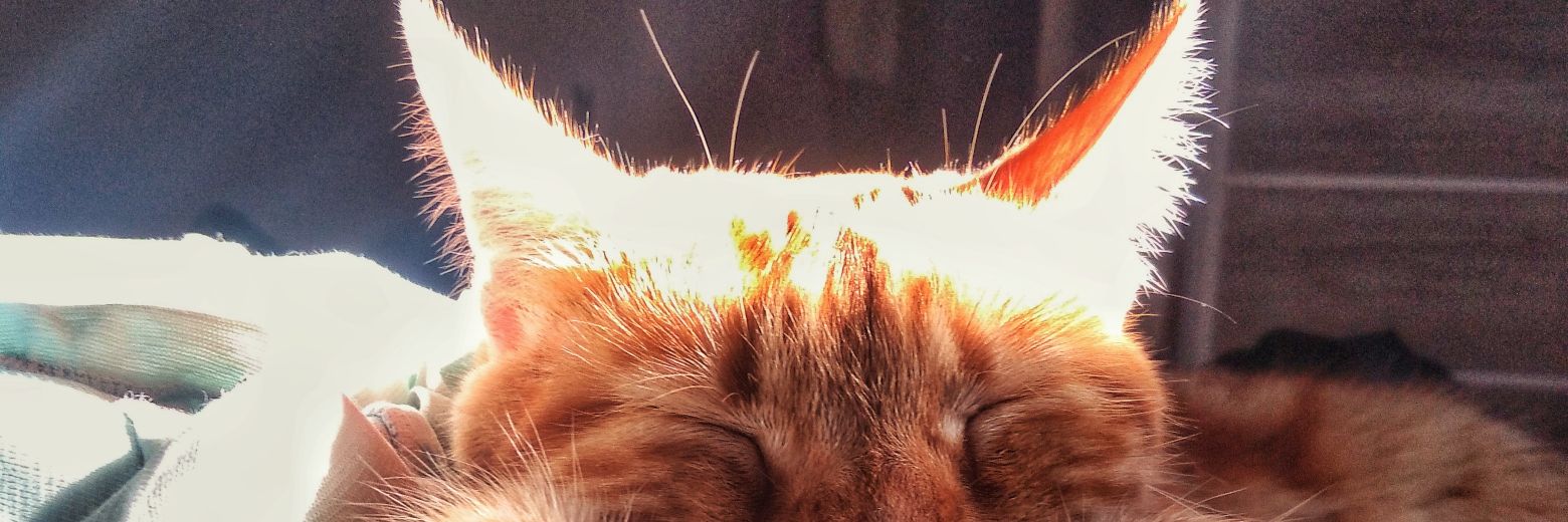 __RociNunez's profile banner image