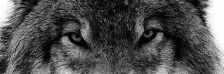 serdar_ozbas's profile banner image