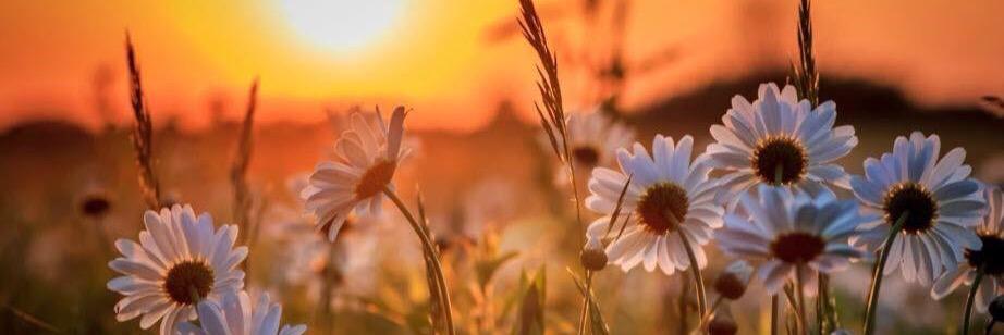 caro banner