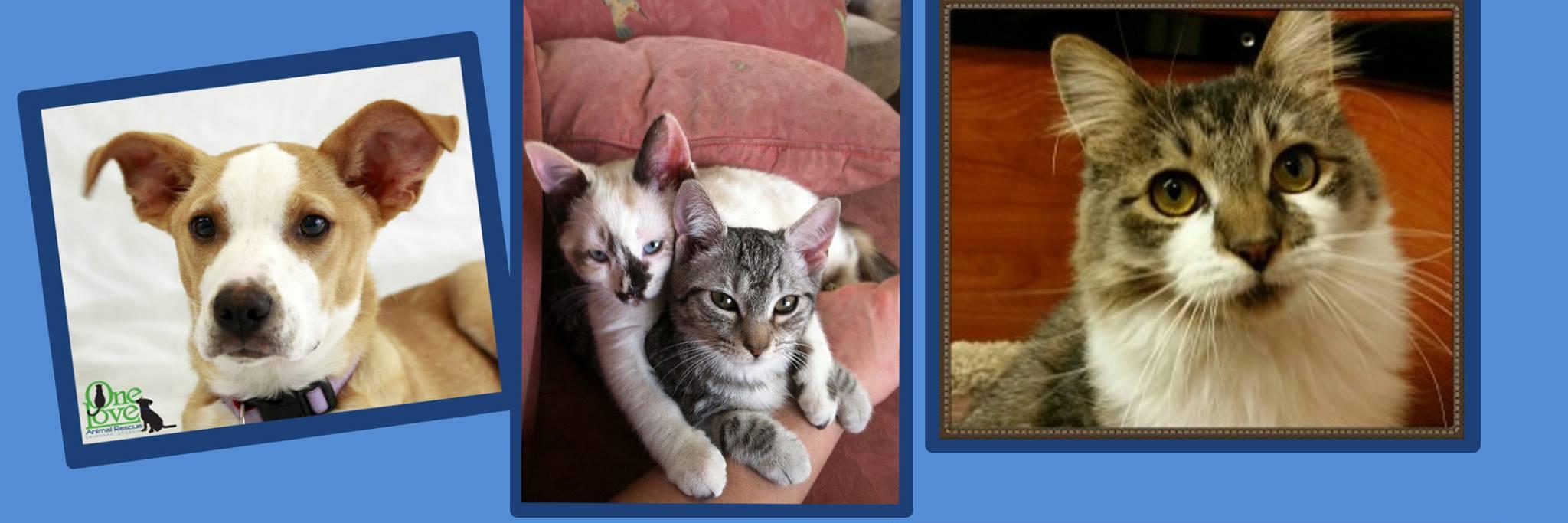 OneLoveAnimalRescue banner