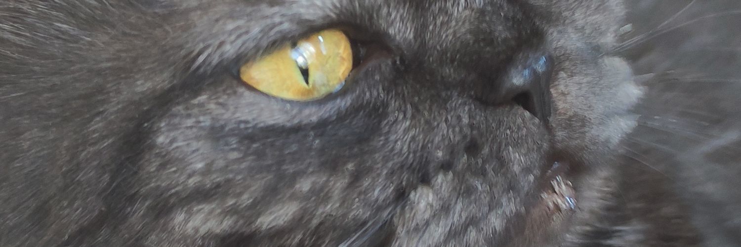 CanBanu's profile banner image