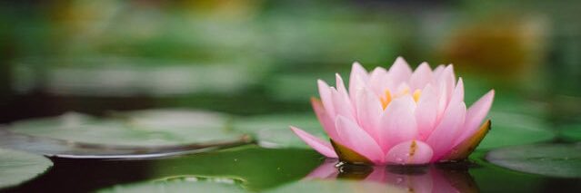 自由人蓮華 banner