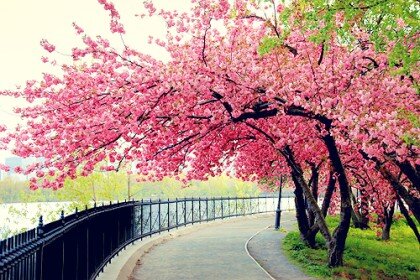 promote_Calla's profile banner image