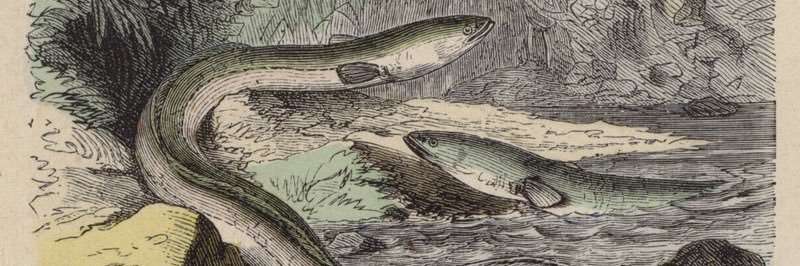 Aal Bräter's banner