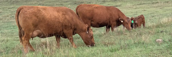 broodcow2 Profile Banner