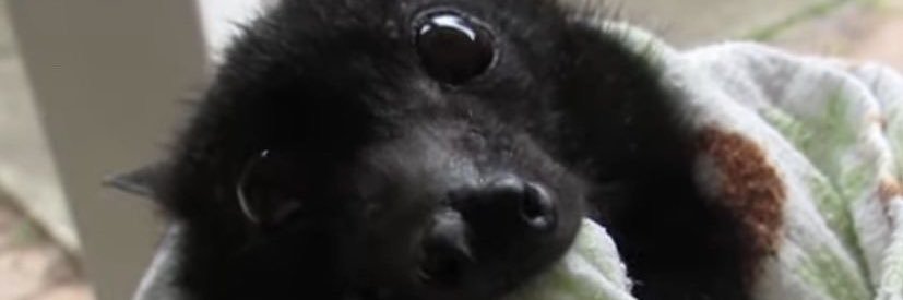 vexcupid's profile banner image