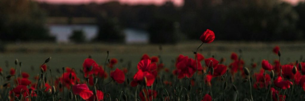 jane banner