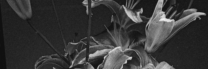 🦕 banner