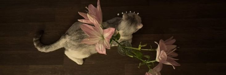 kyraa ꫂ ၴႅၴ banner
