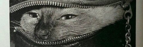 misterrmama's profile banner image
