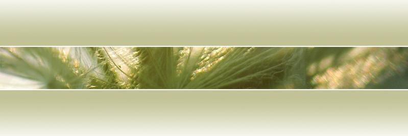 Christie Clipper, DHA banner