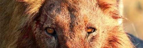 Shamsudeen Yusuf banner