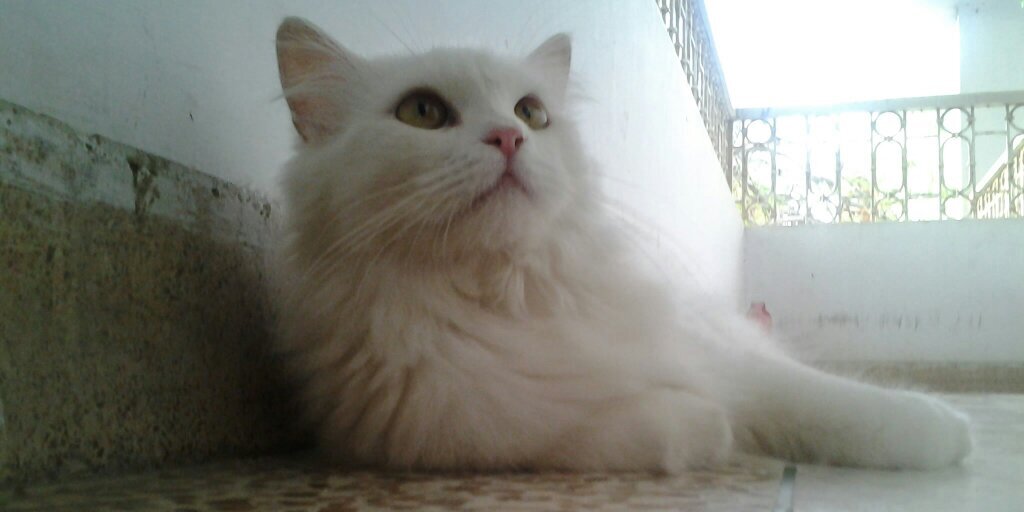 ali_phareed's profile banner image