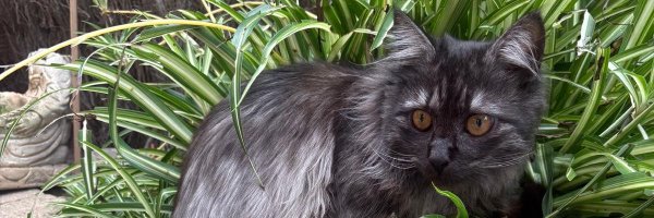 89lluma Profile Banner