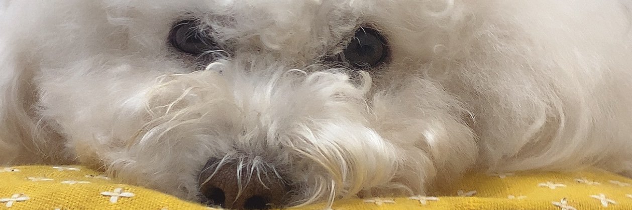 SdYのまっちゃちゃ banner