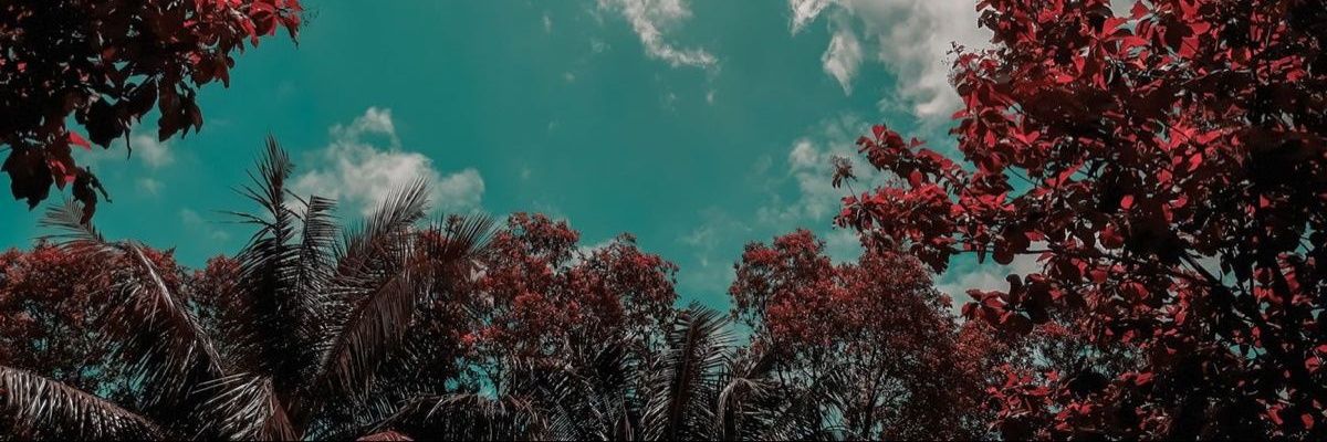 vandersondants's profile banner image