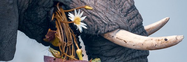 kodilu Profile Banner