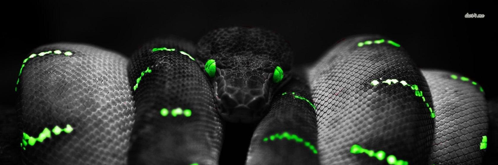 SA_Snakes's profile banner image