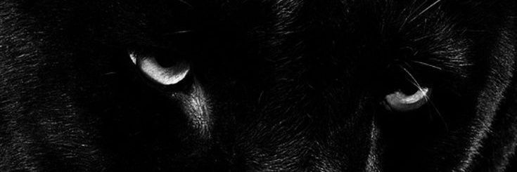 ` banner