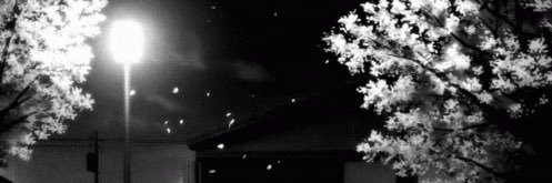✧.*'s banner