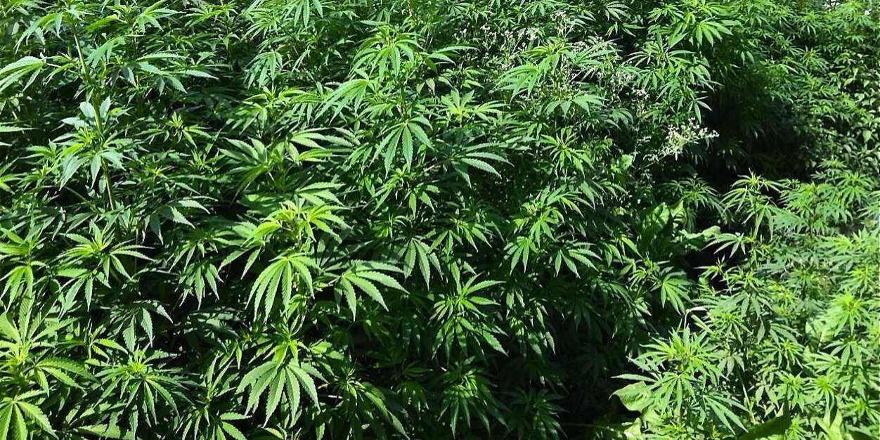 DankDelivery1's profile banner image