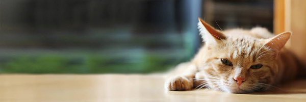 kitten__chan Profile Banner