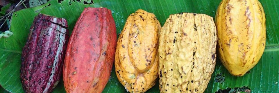 Emily Kearney, PhD banner