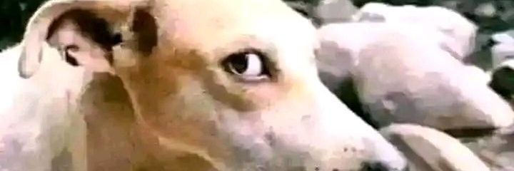 waShva 𝕏 banner