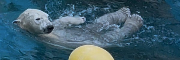 iarahouchan Profile Banner