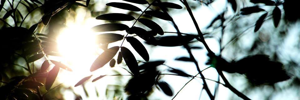 _ZhenZhu's profile banner image