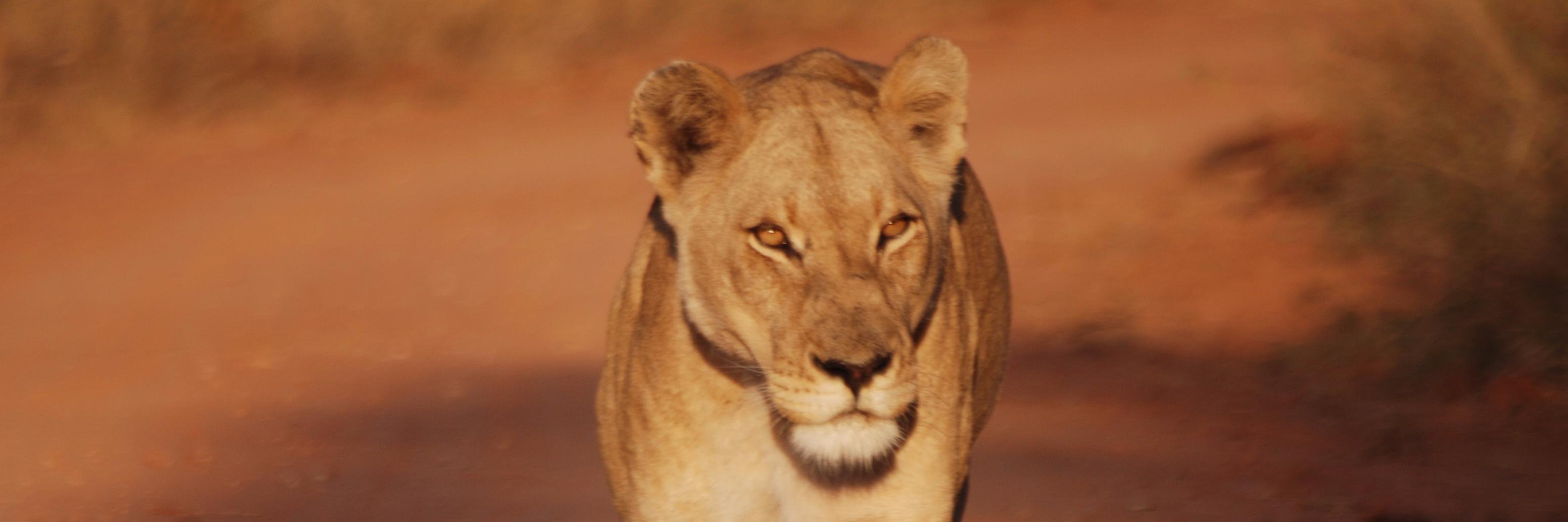 petefromzim's profile banner image
