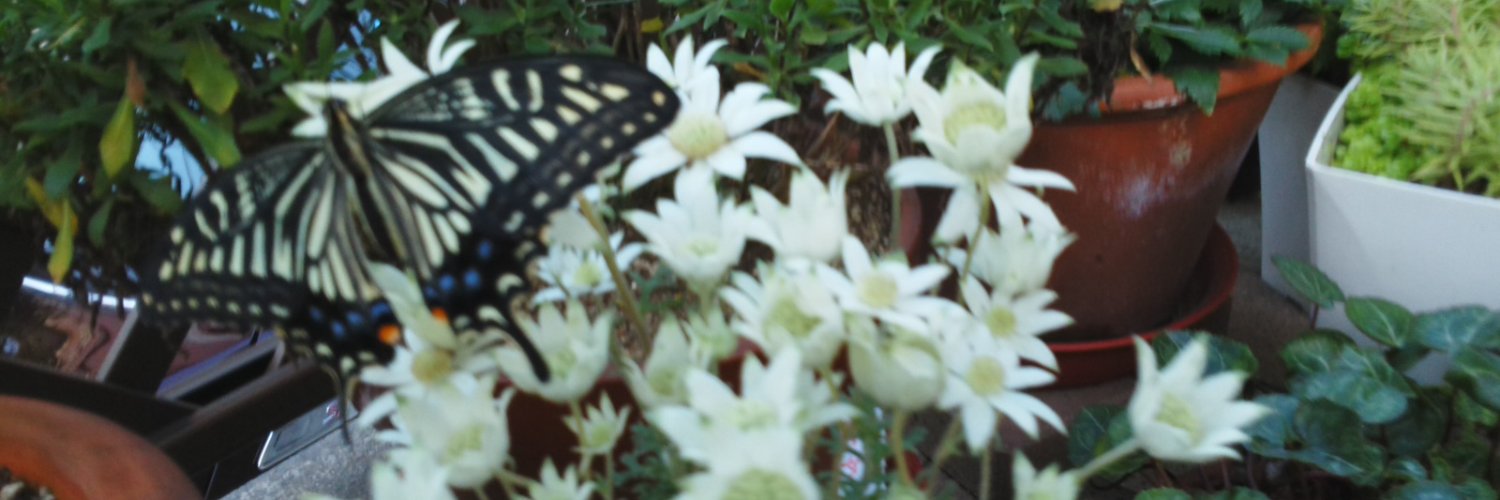 111airisu's profile banner image
