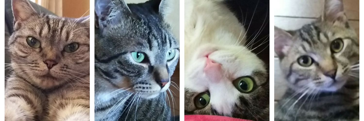 1010_nyan's profile banner image