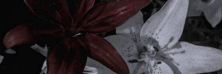 kiri banner